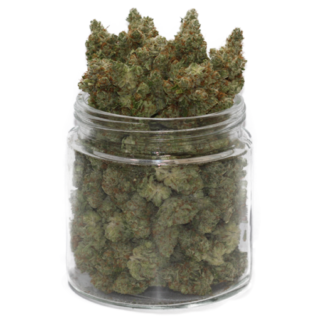 Frosty Bite Weed – Une Beuh Énergisante à 18% de THC aux Saveurs Thé et Terreuses