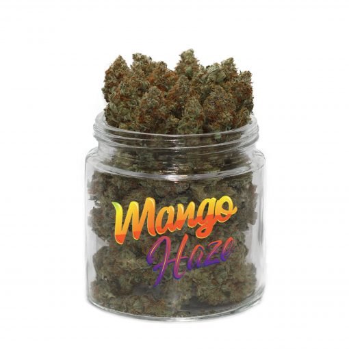 mango-haze-weed-cannabis-sativa-20-thc-au-gout-fruite-et-effet-energisant.jpeg